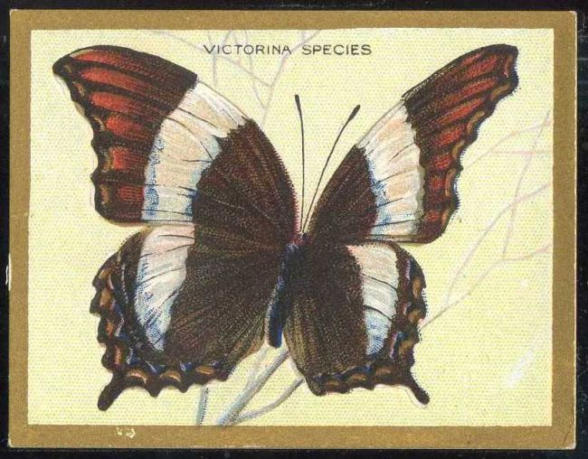 Victorina Species